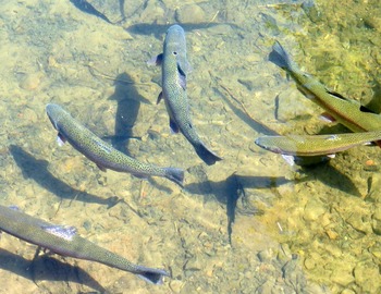 PECHE À LA TRUITE