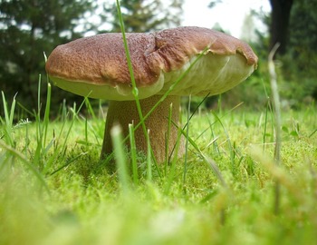 CUEILLETTE DE CHAMPIGNONS